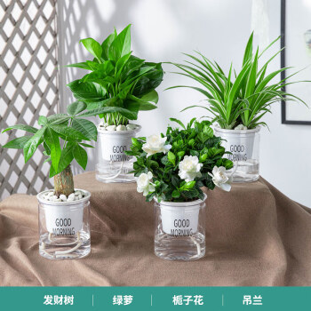 绿植花卉盆栽室内植物绿植发财树吸甲醛办公室内桌面绿萝【居家组合