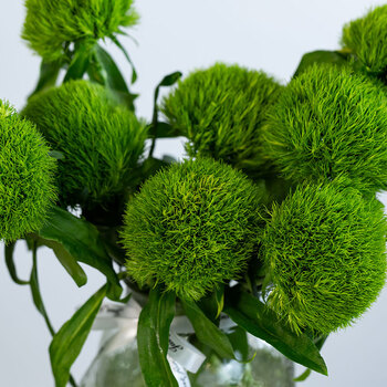 绿石竹鲜花云南昆明斗南基地现采直发室内水养小清新花期长a级绿毛球