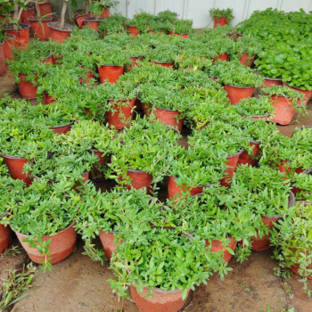 垂盆草盆栽垂吊植物四季常青耐寒耐旱四季好養花卉 食用垂盆草 10盆