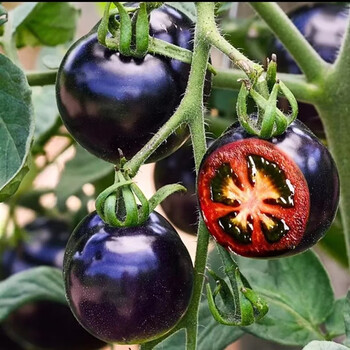 黑珍珠樱桃番茄种子四季阳台盆栽易种植黑宝石番茄水果型蔬菜种子 黑