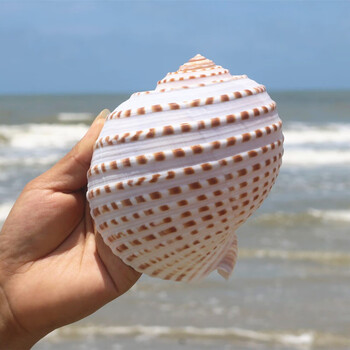 鹿凌青卷贝鱼繁殖壳花点琴螺天然贝壳大海螺鱼缸花点琴螺10 11厘米 小破损处理 图片价格品牌报价 京东