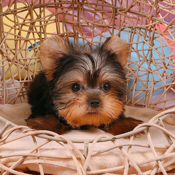 采缇caiti约克夏犬幼犬活体纯种宠物狗狗约克夏幼崽高品质公