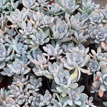 大多肉植物组合室内办公室阳台多种多肉精品大货秋颖冬美人 图片价格品牌报价 京东