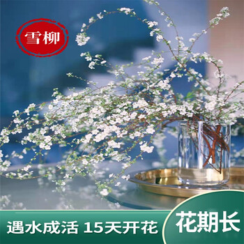 米诺杰雪柳鲜枝水培养植物室内好养易活懒人花卉鲜花干枝绿植盆栽鲜插花三天之内发货10枝干枝雪柳80cm