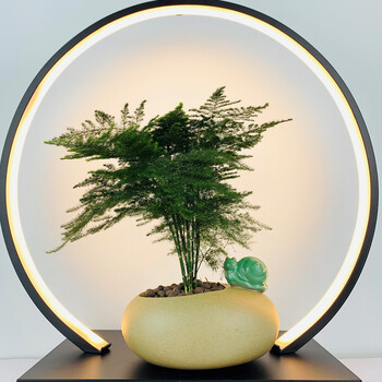 九月生微景观桌面盆栽意境植物绿植盆栽文竹盆景家居客厅桌面办公室