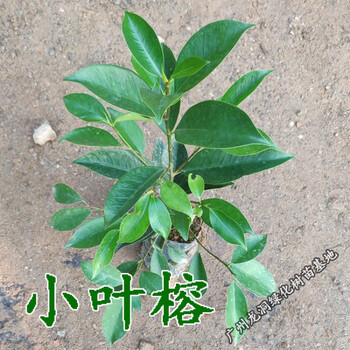 小叶榕树苗庭院绿化小叶榕苗 常绿细叶榕小苗 带叶榕树苗 小叶榕5cm粗