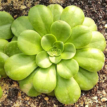 芊阙黑法师墨法师八尺镜万圣节巫毒紫羊绒艳日伞铜壶多肉植物八尺镜不