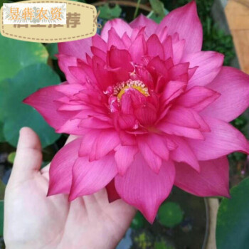 四季碗莲种水培盆栽荷花睡莲种莲花花种水生无土花卉室外好养z2 新贵妃30颗无土种植遇水开花四季开花营养水含盆 图片价格品牌报价 京东