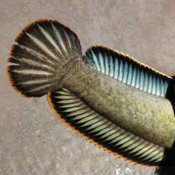 瑾倫觀賞魚活體雷龍冷水魚南醴耐養淡水魚彩虹雷龍魚帶氧魚食 13-16