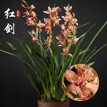 兰花草建兰四季兰龙岩素大凤素夏秋带花苞室内花卉盆栽庭院植物 红剑