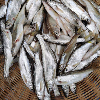 大白条鱼小刁子鱼餐条柳叶鱼翘嘴小河鱼白丝鱼现杀青封铭中小号混合装