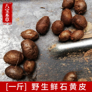 现挖石黄皮中药材蕨薯肾蕨子果化狗儿狗睾丸石枇杷马骝卵