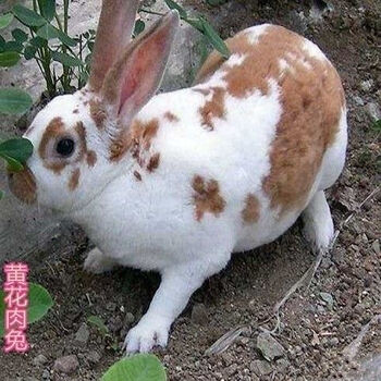 黄花大巨兔 一只公