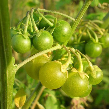 龙葵种子种籽孑紫黑色黑悠悠龙葵果水果阳台盆栽四季秋季黝黝果 黄色