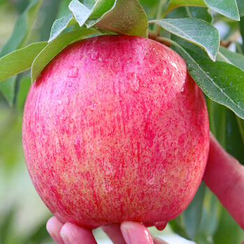 山东烟台红富士苹果脆甜多汁新鲜水果栖霞冰糖心萍果带箱9斤小果70mm