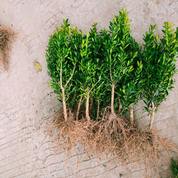 黄杨树苗雀舌皱皮小叶精品植物可造型盆景室内外盆栽绿植z63年苗高