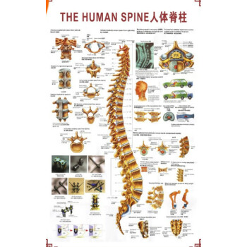 人體骨骼圖掛器官內臟結構海報脊柱解肌肉分佈解剖掛畫注意詳情看大圖