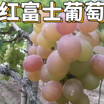 纳邦 红富士葡萄苗南北方庭院地栽爬藤无籽耐寒盆栽嫁接果树苗当年