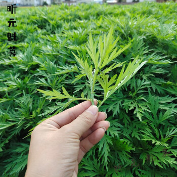 食用艾草图片大全图片