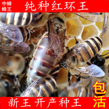 红环中蜂王种王蜜蜂中蜂蜂王种王开产王黄金蜂王活群出售产卵王 人工