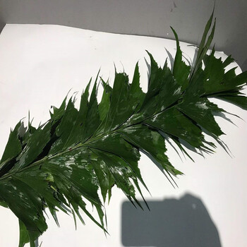 海南基地鱼尾叶整件出售店内商品可混批中号