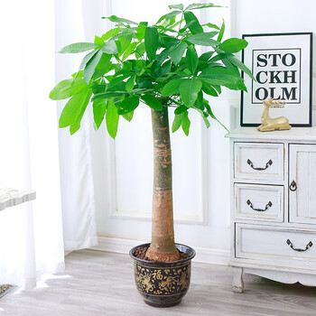 大步步高开业乔迁客厅办公室内观叶绿植吸90100厘米独杆发财树不含盆