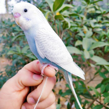 愛情鳥活體大型虎皮手養下蛋鳥繁殖種鳥一對 白皮鸚鵡【可教說話】