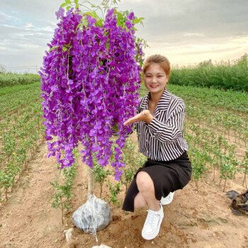 紫藤花树苗紫藤花盆栽地栽阳台庭院当年种植物当年开花紫罗兰粗1 5厘米左右5年苗一颗 图片价格品牌报价 京东