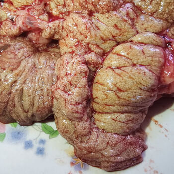 新鲜鱼籽鲤鱼籽鱼卵鱼蛋淡水鱼泡活鱼现杀冷冻1斤2斤酒店餐馆新鲜鱼籽