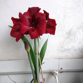 单瓣荷兰朱顶红超大种球带花苞盆栽植物易活球根花卉好养种球 大迪沃