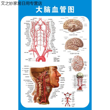 大腦解剖圖腦系統示意圖醫院佈置海報醫學宣傳人體器官