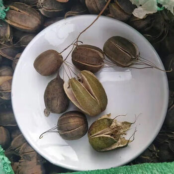 新鲜品中材 马兜铃 马兜灵 马兜零 500g 500g