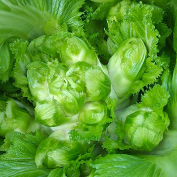 四川儿菜种子种籽抱儿菜娃娃菜菜籽籽种南方四季秋季蔬菜芥菜种孑 儿