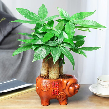 若绿发财树盆栽易活植物室内客厅绿植小盆景四季常青办公室内盆栽花卉