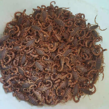 【活体蝎子王】按斤称更划算活蝎子泡酒食用蝎子活体