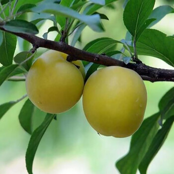 纳邦 白水杏树苗活苗南北方庭院地栽杏子树果苗盆栽嫁接大白杏当年