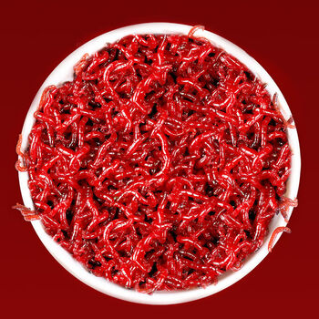 钓鱼红虫特大号新鲜活红虫拉饵母红虫鱼饵活饵红虫鱼饵料活体红虫 号