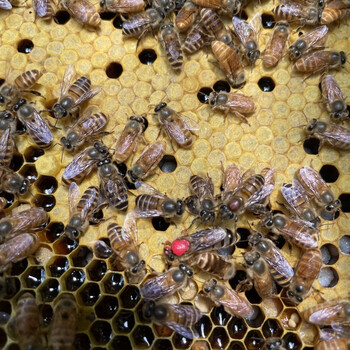 蜜蜂蜂群土蜂中蜂中华出售带箱子脾阿坝活群中蜂群蜂带王活体包邮