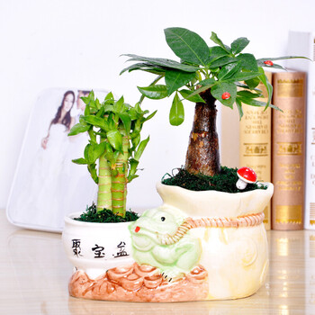 发财树盆栽 陶瓷花盆 双口花盆 双口盆栽绿植 陶瓷双口花盆 发财树