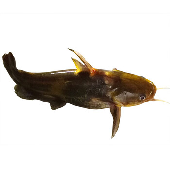 昂刺鱼黄辣丁黄颡黄骨鱼新鲜活鱼活体现杀2斤