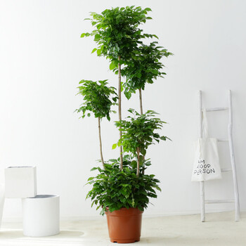 【当天发货】水无怜奈 绿宝幸福树盆栽植物室内客厅吸甲醛净化空气