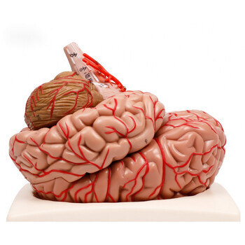 人体大脑模型脑结构模型医用 带数字标识脑动脉脑血管模型人体大脑