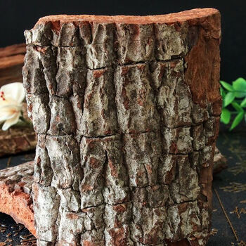 伟博卡宾达树皮非洲安哥拉树皮特厚树皮保健250g稀有货鸡血红树皮20