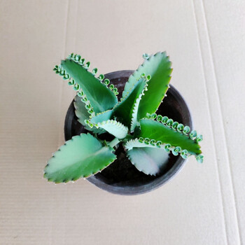 发】不死鸟落地生根宽叶不死鸟盆栽绿植蕾丝公主不死鸟多肉羽叶不死鸟