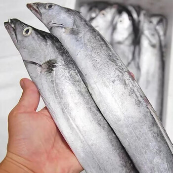 真钓带特大净重无冰小眼带鱼深海带鱼刀鱼海鲜水产5斤装东海钓带鱼真