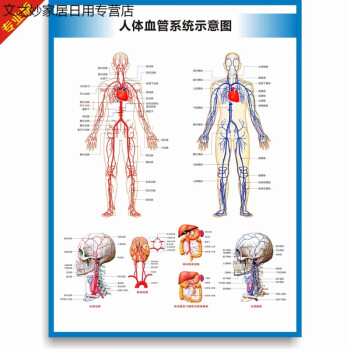 神經系統掛圖人體血管系統示意圖豎版相紙照片紙無膠36寸60x90釐米