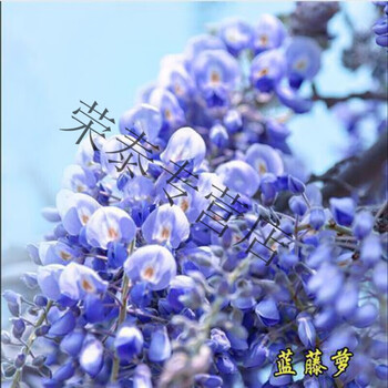 紫腾花树多花紫藤花苗树苗爬藤植物攀援花卉庭院围墙四季开花蔓藤紫老桩蓝萝藤3年 图片价格品牌报价 京东