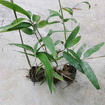 湖南大型楠竹苗毛竹小苗籽播实生苗带营养杯发货易成活造林成本低易缀