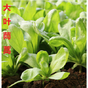 小葉茼蒿種子虎耳大葉茼蒿光桿專用陽臺四季青菜春秋冬季蔬菜種子大