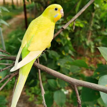 活体观赏鸟说话鸟小鸟活物家养鸟宠物鸟虎皮鹦鹉 黄色虎皮(包教说话)